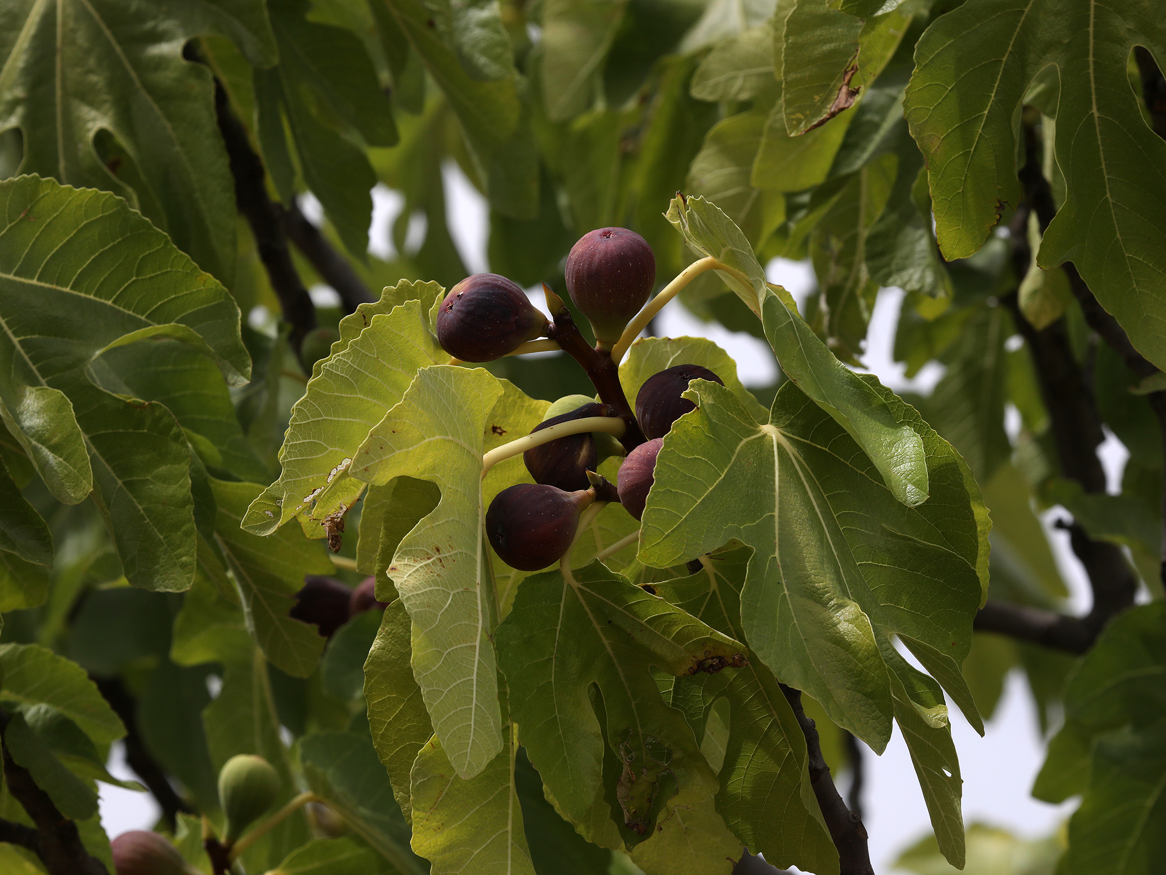 Senderos ancestrales y vegetación autóctona